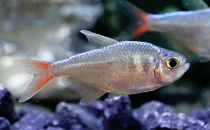 Tetras